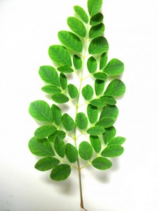 Moringa Oleifera