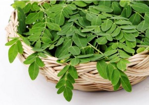 Moringa Oleifera