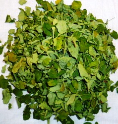 Moringa Oleifera