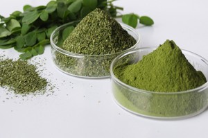 Moringa Oleifera