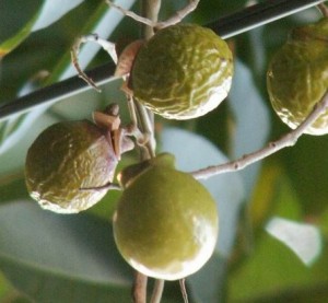 soap nuts tree