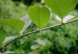 Cat's Claw_Uncaria tomentosa