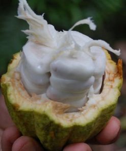 cocoa butter inside pod