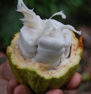 cocoa butter inside pod