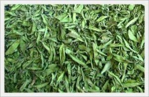 stevia leaf dried