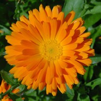 calendula absolute oil