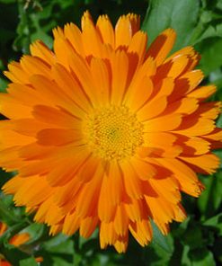 calendula absolute oil