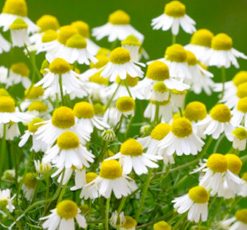 essential oil chamomile roman