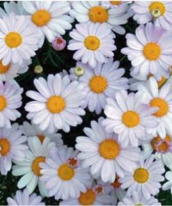 essential oil chamomile roman