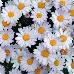 essential oil chamomile roman