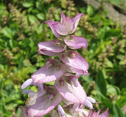 essential oil clary sage 2