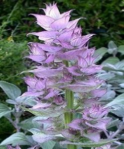 essential oil clary sage