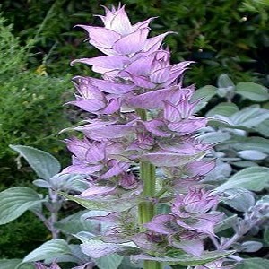 essential oil clary sage