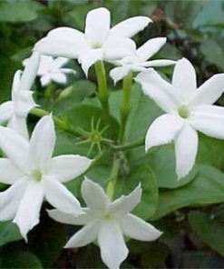 essential oil jasmine flower