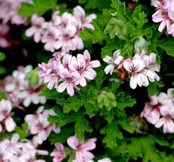 essential oil geranium 2