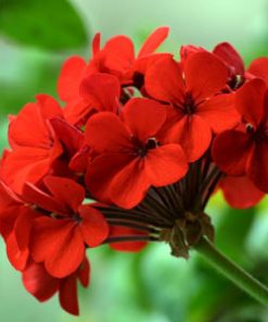 essential oil geranium