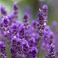 essential oil lavender