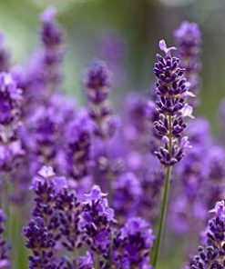 essential oil lavender