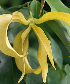 essential oil ylang ylang