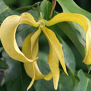 essential oil ylang ylang