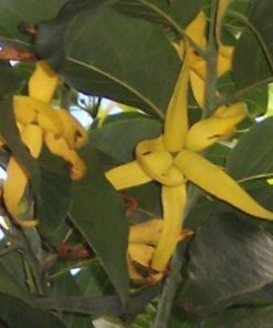 essential oil ylang ylang 2