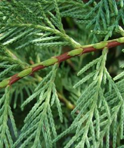 essential oil cypress