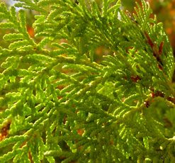 essential oil cypress 2