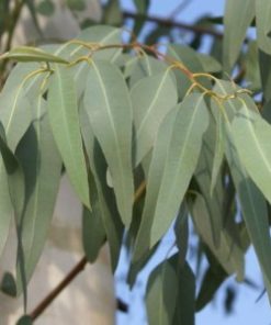 essential oil eucalyptus