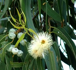 essential oil eucalyptus 2