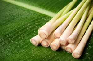 essential oil lemongrass 2