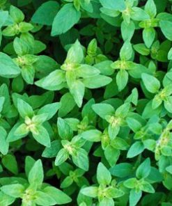 essential oil oregano wild