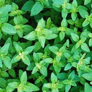 essential oil oregano wild