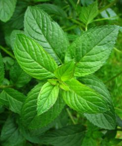 essential oil peppermint 2