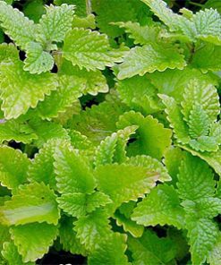 essential oil peppermint