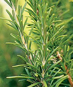 essential oil rosemary