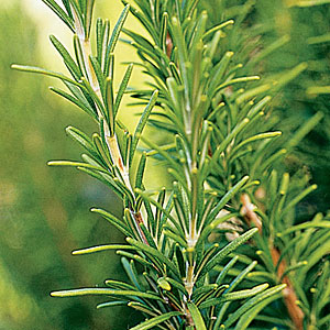 essential oil rosemary