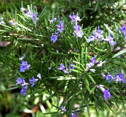 essential oil rosemary 2