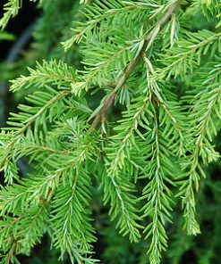 essential oil spruce hemlock