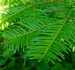 essential oil spruce hemlock 2