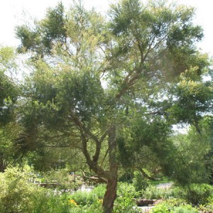 essential oil tea tree