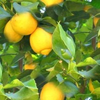 essential oil lemon 2