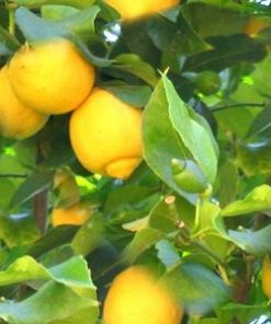 essential oil lemon 2