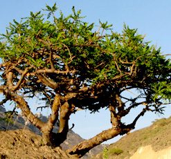 essential oil frankincense tree