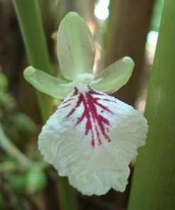 essential oil cardamom flower