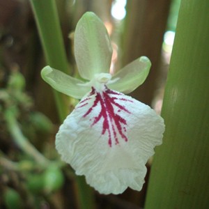 essential oil cardamom flower