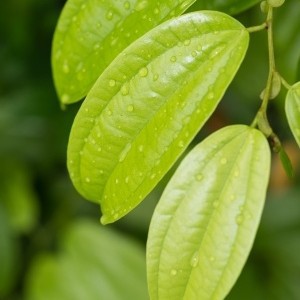 essential oil cinnamon leaf