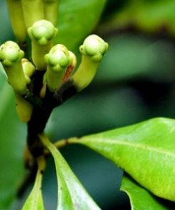 essential oil clove stem