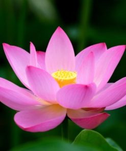 Pink Lotus Absolute Oil Flower