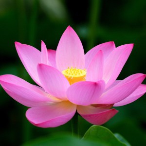 Pink Lotus Absolute Oil Flower