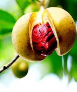 essential oil nutmeg fruit